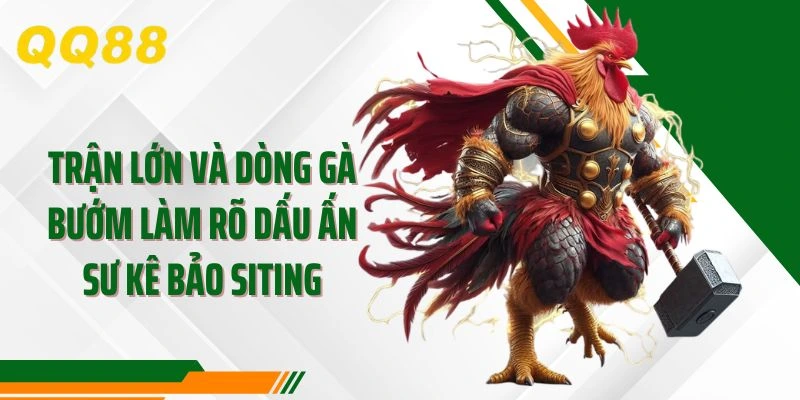 Trận lớn và dòng gà Bướm làm rõ dấu ấn sư kê Bảo Siting